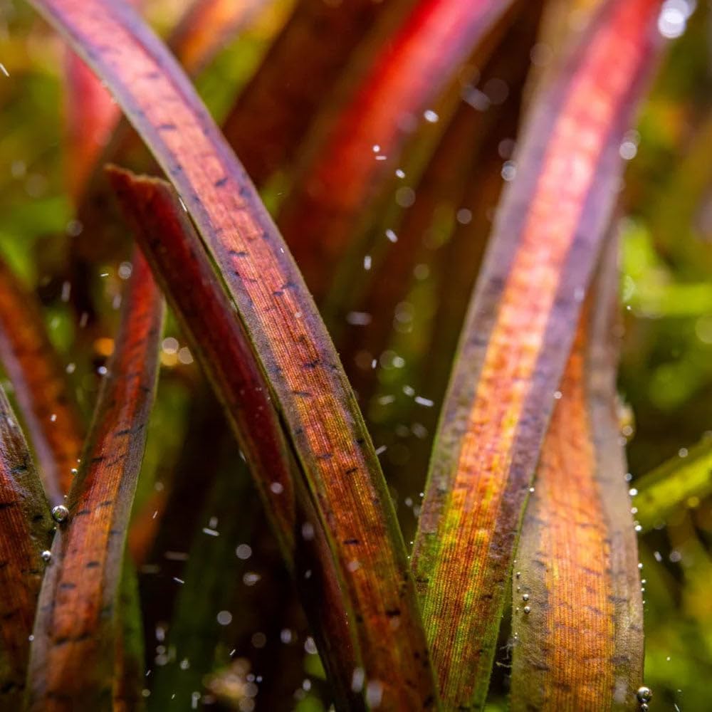 SubstrateSource Live Plant - Tall Grass, Vallisneria Spiralis - Easy Care, Low to Medium Light, Green with Spotted Bands, Background, Freshwater Aquatic Plant for Aquascaping - Lead Bunch, 4 Pack
