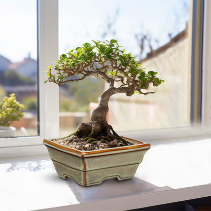 Ceramic Bonsai Pots with Drainage Hole, Set of 2 Rectangular Glazed Bonsai Planters for Indoor/Outdoor Use, Shallow Brown Bonzai Tree Pots for Succulent, Orchids, Cacti, Home, Patio, Garden, 6.3"x4.9"