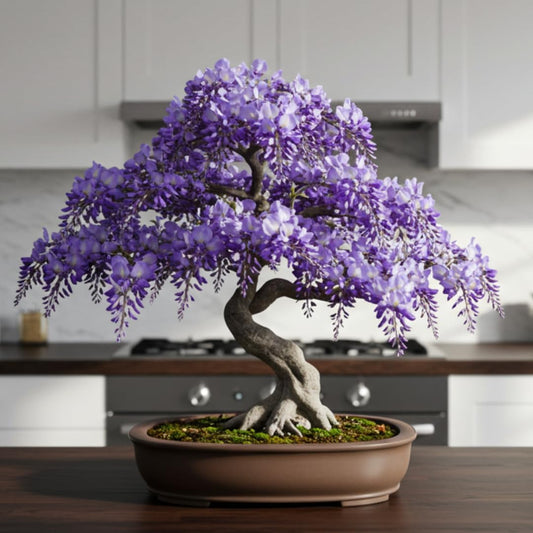 Weeping Wisteria Bonsai Tree Seedling for Planting - 1 Year Old Well Rooted Seedling