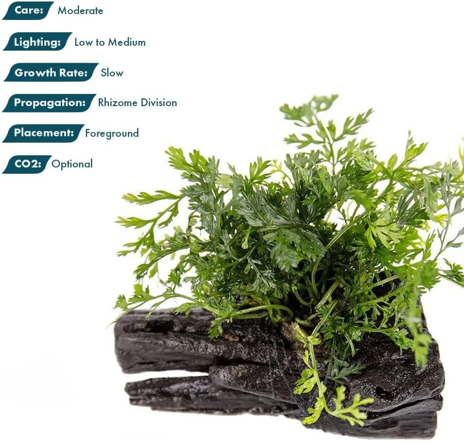 SubstrateSource Live Planted Decor - Mini Bolbitis on Driftwood - Light Green Aquatic Plant with Lush Foliage, Foreground to Midground Epiphytic Fern Placement for Aquascaping - Medium, 1 Pack