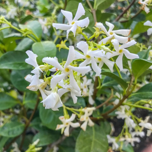 Jasmine Plant, Fragrant Jasmine Flower Vine 4-8 Inches Well Rooted for Container, Hanging Basket