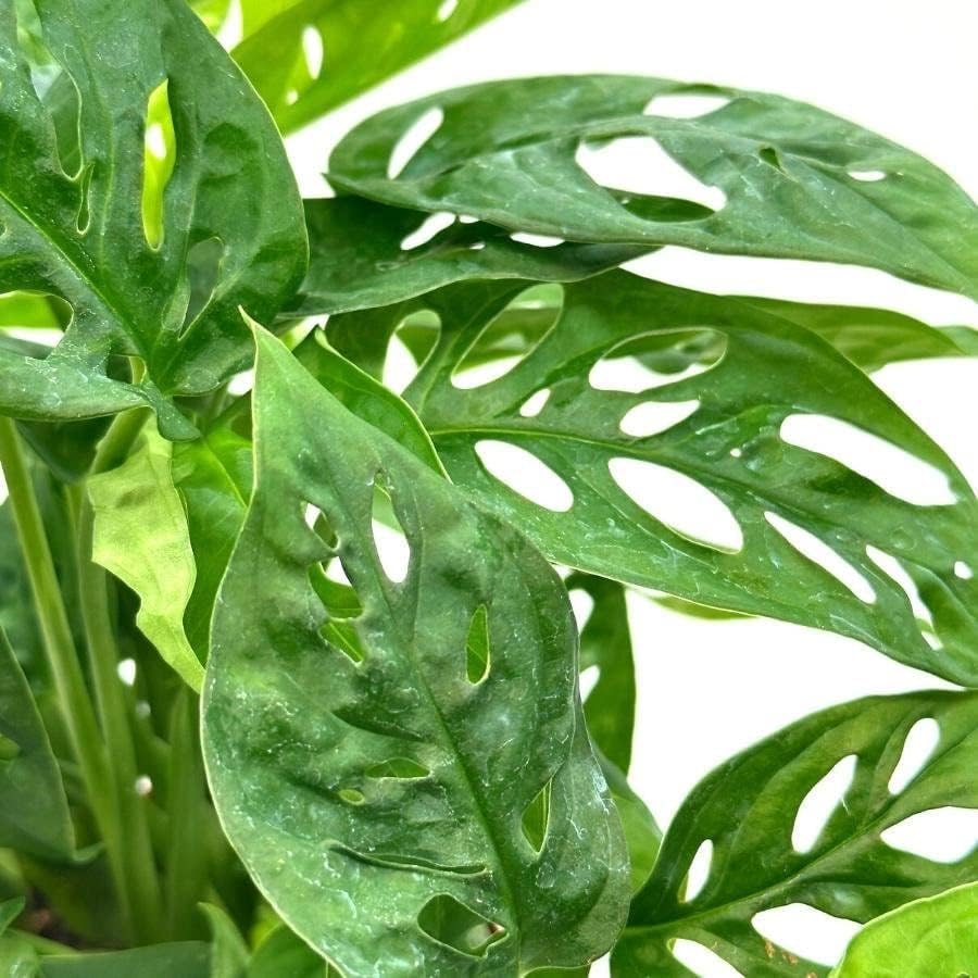 BubbleBlooms Swiss Cheese Plant in a 6 inch Pot Monstera Adansonii, Five Holes Vine Big Indoor House Plant