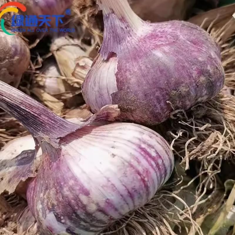 1 Pound Garlic for Planting in Fall Hardneck, 8-10 Purple Garlic Bulbs for Planting, Fresh and High Yield Bulb Variety Pack, Hardy and Fast Growing