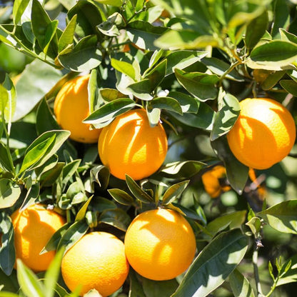 Large Valencia Orange Tree Live Plant 2 to 3 Feet Tall, Valencia Orange Fruit Tree Live, Valencia Orange Outdoor Potted Tree No Ship to CA
