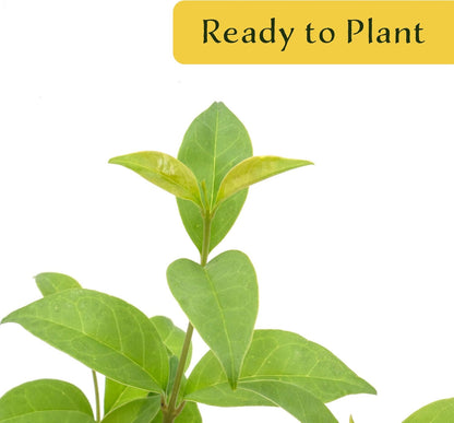 3 Japanese Privet in 2.5" Nursery Cubes | Ligustrum japonicum | Evergreen Shrub for Hedges, Screens & Borders | Ready-to-Plant & Easy-to-Grow Outdoor Live Starter Plants