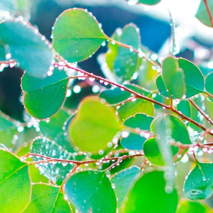 Park Seed Grow Your Own Eucalyptus Seeds Plant, Perfect for Indoor Growing and Spring Garden, Silver Dollar, Pack of 500