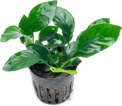 SubstrateSource Anubias Live Aquarium Plants - Potted Freshwater Plant for Fish Tanks, Terrariums - Beginner Friendly Low Light (Barteri, 3 Pots)