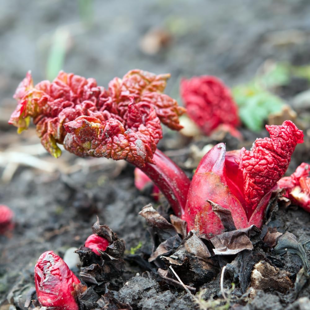 2 Rhubarb Plants for Planting, Red Rhubarb Root Plant, Size 3 to 6 Inch, Perennial Hardy Vegetable Plants for Planting Outdoors