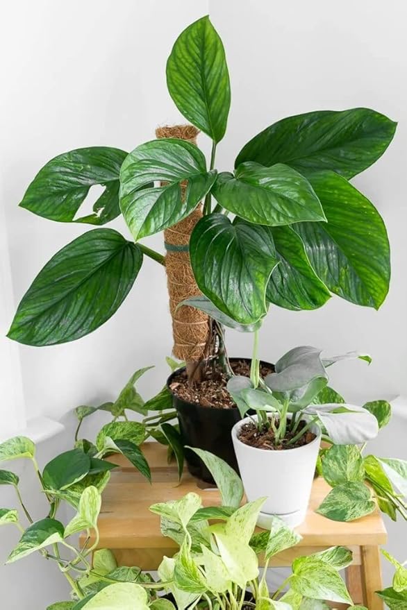 Monstera Pinnatipartita Plant Potting Mix - Trusted by Gardening Experts for Vibrant and Healthy Plants - 20 Quart (4 Bags of 5 Quart)