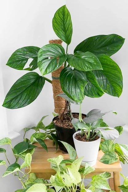 Monstera Pinnatipartita Plant Soil Mix - Premium Blend for Thriving Foliage and Root Development - 10 Quart (2 Bags of 5 Quart)