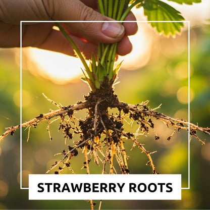 Albion Everbearing Strawberry Plants - Fruit Very Firm, Sweet, High Yields (20 Plants) Can Not Ship to California.