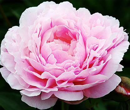 Sorbet Peony - Rose, Pink, White, and Cream - Fluffy Bomb Variety Bare Root | Live Peony Bare Root Plant