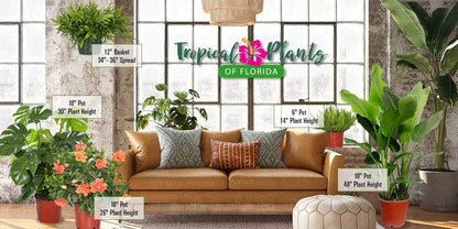 Hibiscus Plants Live - Braided Hibiscus Tree - Pink Painted Lady - Overall Height 38" to 44" - Tropical Plants of Florida (Plant in Growers Pot)