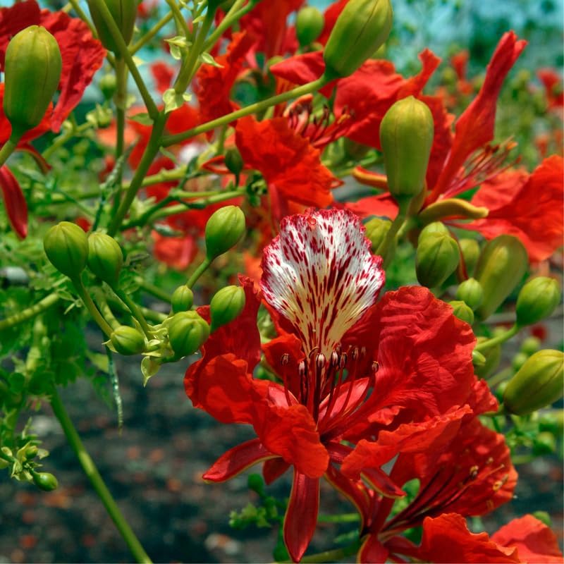 Red Flamboyant Tree Live Plant, 1 Year Old Seedling Royal Poinciana Tree for Planting, Hardy, Dormant in Winter, Jacaranda Like