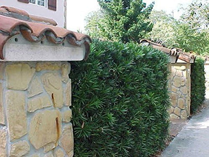 Podocarpus Japanese Yew | 30 Live Plants | Podocarpus Macrophyllus | Evergreen Shrub, Low Maintenance, Drought Tolerant, Privacy Screen Landscaping, Fast Growing, Ornamental Foliage