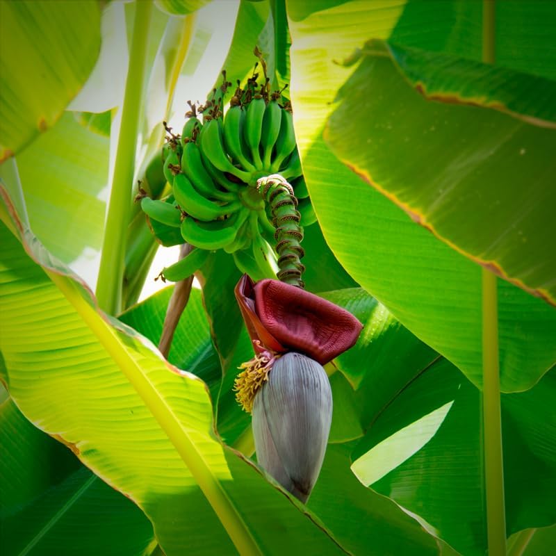 Banana Trees Grand Nain (4 Pack) | Easy to Grow Banana Plants | Edible Fruit Live Plant for Sustainable Living | Grow Your own Food on Your Edible Organic Garden| Live for Planting|