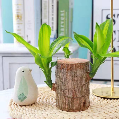 Brazilian Wood Plant,Mini Brazil Lucky Wood,with Ceramic Tray Lucky Tree,Swelling The Stage of About to Sprout,Brazilian Tree Perfect for Home,Office Desktop Decoration (Simple Style)
