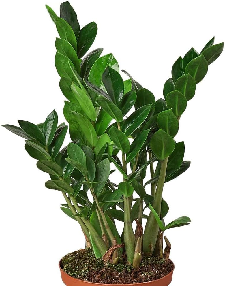 Zamioculcas Zamiifolia ZZ Live Plant for Indoor | Different Houseplants in 4'' & 6'' Pot | Real House Plant for Living Room, Office, Desk & Bathroom