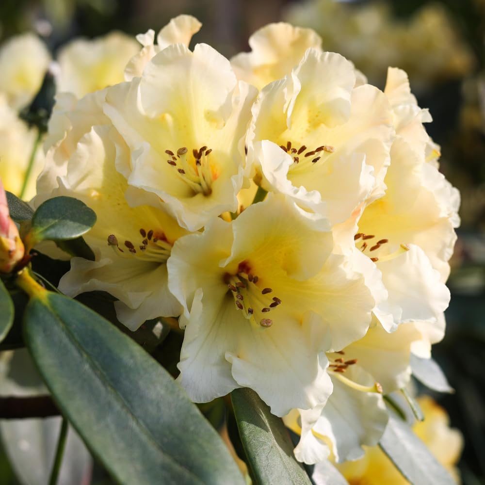 Yellow Rhododendron Plant Live – 1 Gallon Flowering Shrub for Gardening