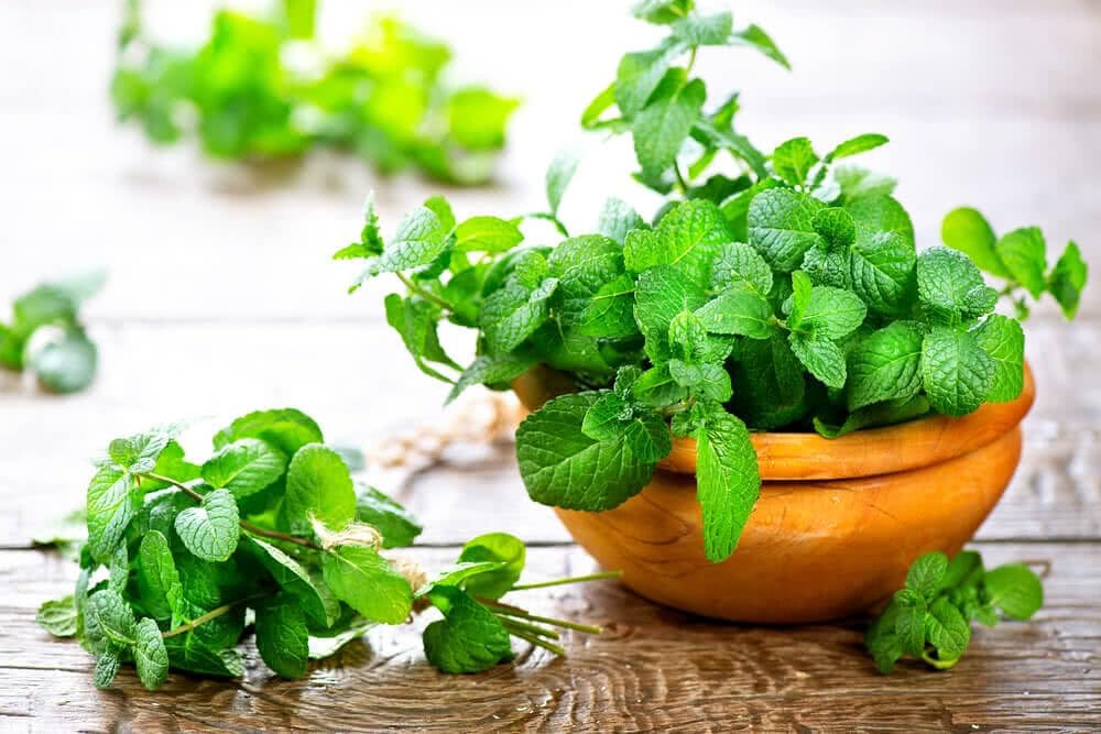 Gardenera Premium Spearmint Plant Potting Mix - Crafted for Thriving Spearmint Growth and Refreshing Aroma - 1 Quart