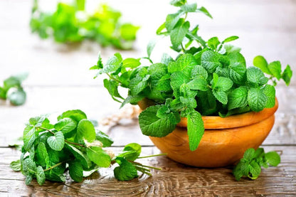 Gardenera Premium Spearmint Plant Potting Mix - Crafted for Thriving Spearmint Growth and Refreshing Aroma - 1 Quart