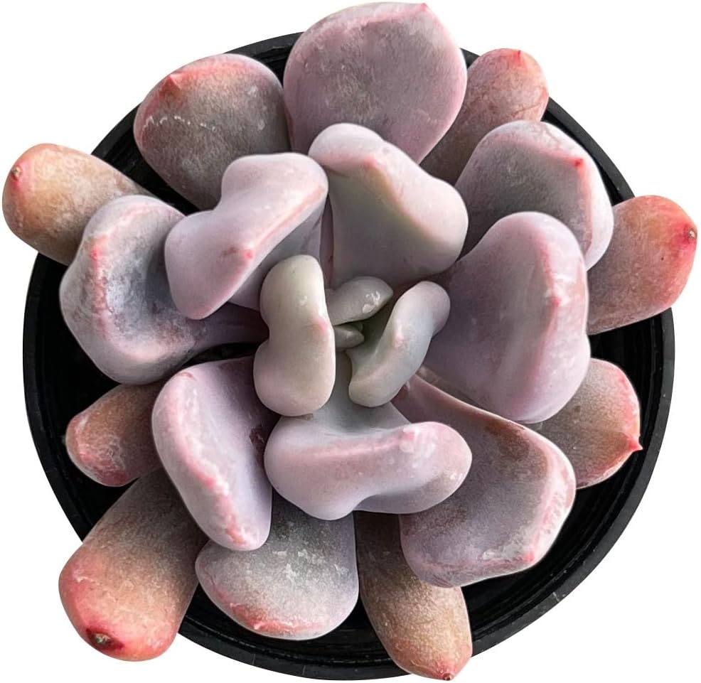 Sprout N Green Echeveria Cupid in 2 inch Starter Pot, Rare Live Succulent Plant with Soil, Home Office Indoor Outdoor Wedding Decoration DIY Projects Party Favor