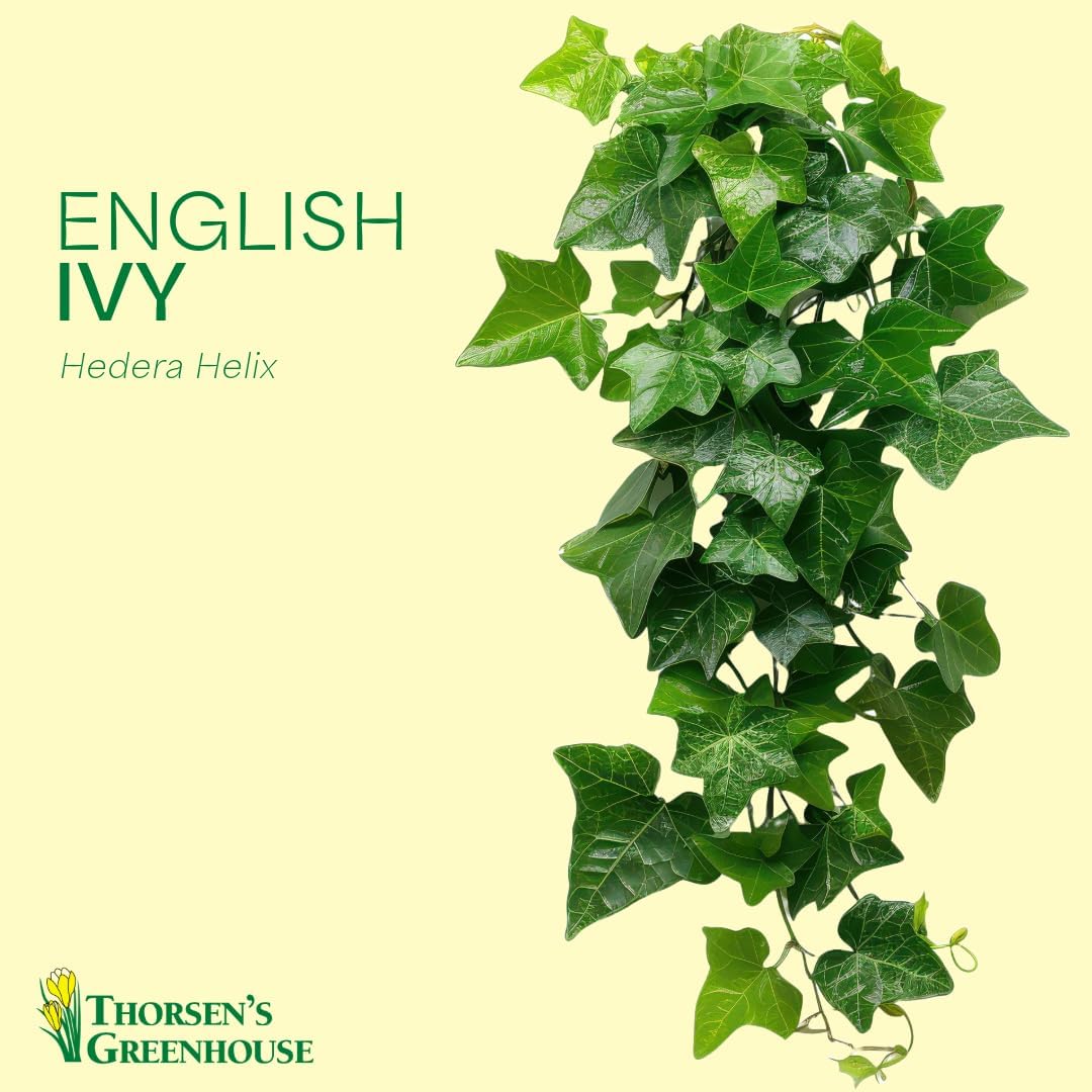 Thorsen's Greenhouse Live Green English Ivy Plant, Hedera Helix, Natural Air Purifier, Easy to Grow, Live Indoor Houseplant, 4" Diameter Pot (Black - Hanging)