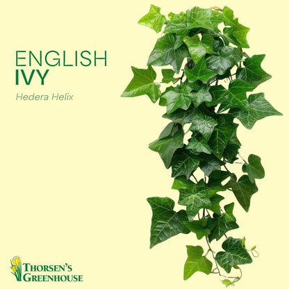 Thorsen's Greenhouse Live Green English Ivy Plant, Hedera Helix, Natural Air Purifier, Easy to Grow, Live Indoor Houseplant, 4" Diameter Pot (Terra Cotta)