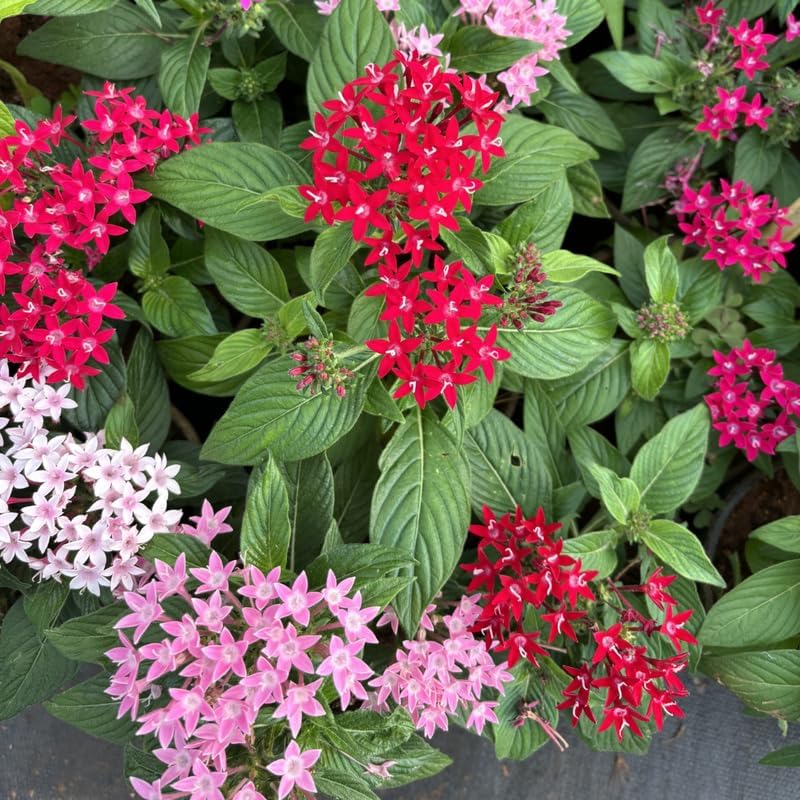 2 Mix Ixora Live Plants, Well-Rooted Flowering Ixora Shrub Seedlings, 4-9” Tall, Tropical Ixora Bush for Indoor or Outdoor Garden