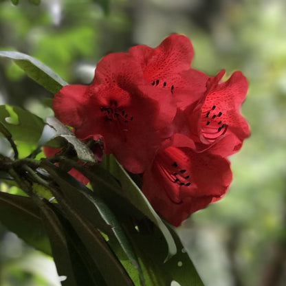 Rhododendrons Plant Live, Burgundy Rhododendron Shrub, Large Flowering Tree 1 Gallon Potted for Gardening