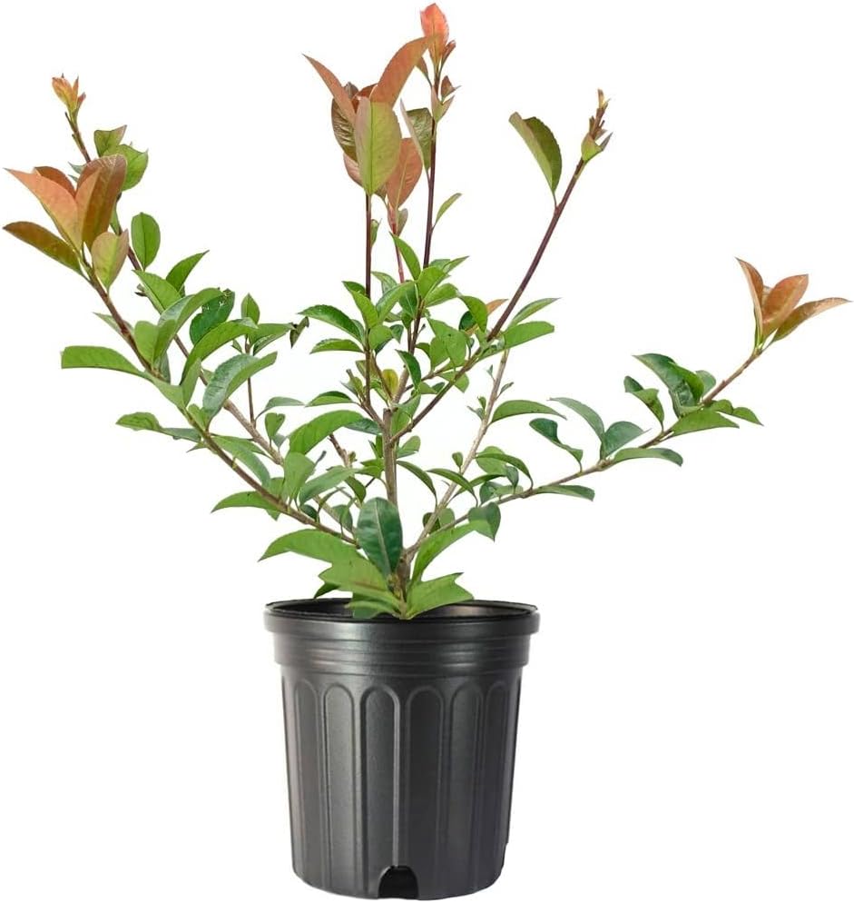 Photinia Red Tip | 3 Large Gallon Size Plants | Photinia x Fraseri | Evergreen Landscape Hedge Shrub