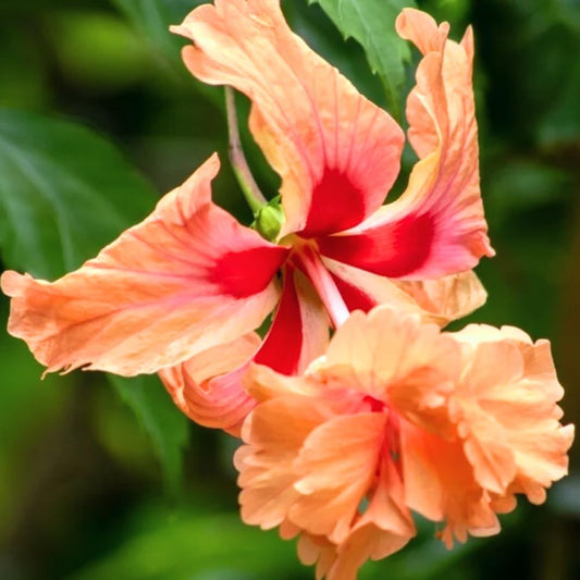 2 Hibiscus Live Plants, Clump 8-12” Tall, Hardy Hibiscus Plants Live, Hibiscus Trees Flowering Shrub (Peach Hibiscus)