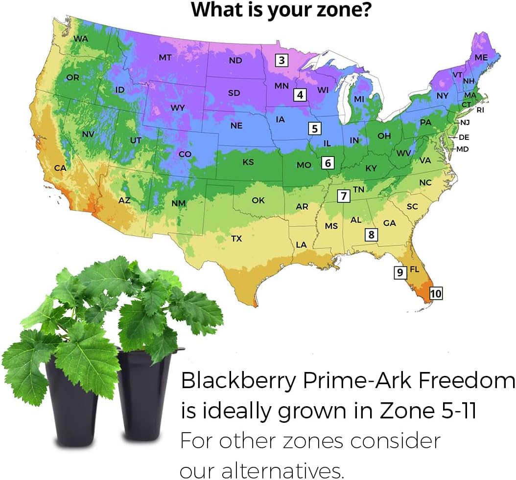 BlackBerry Plant Freedom-Ark (4 Pack) | Live Fruit Plant for Planting | Thornless & High-Yielding Variety | Large, Sweet & Juicy Berries | Perfect for Fresh Eating & Organic Gardens | Easy to Grow