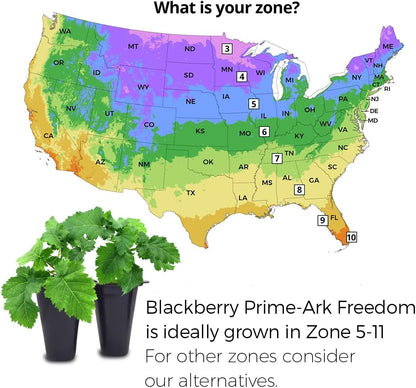 BlackBerry Plant Freedom-Ark (4 Pack) | Live Fruit Plant for Planting | Thornless & High-Yielding Variety | Large, Sweet & Juicy Berries | Perfect for Fresh Eating & Organic Gardens | Easy to Grow