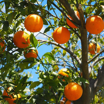 Blood Orange Tree in 2 Gallon, 2 Ft Tall Large Orange Trees Live Plants for Outdoors, No Ship to CA