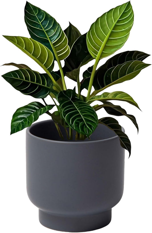 LB Grey Ceramic Planters for Indoor Plants, Succulent Plant Pots Ceramic Flower Pots, Modern Plant Pot for Living Room Office Home Decor, Round Flower Pot of 4.3 Inch(Plant Not Included)