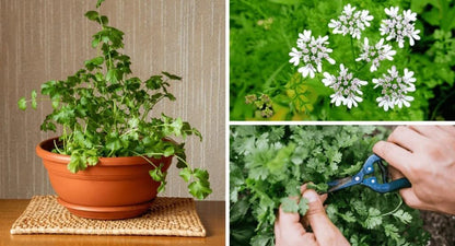 Elevate Your Cilantro Garden with Gardenera's Organic Potting Mix - Tailored for Robust Cilantro Plants and Bold Leaves - 2 Quart