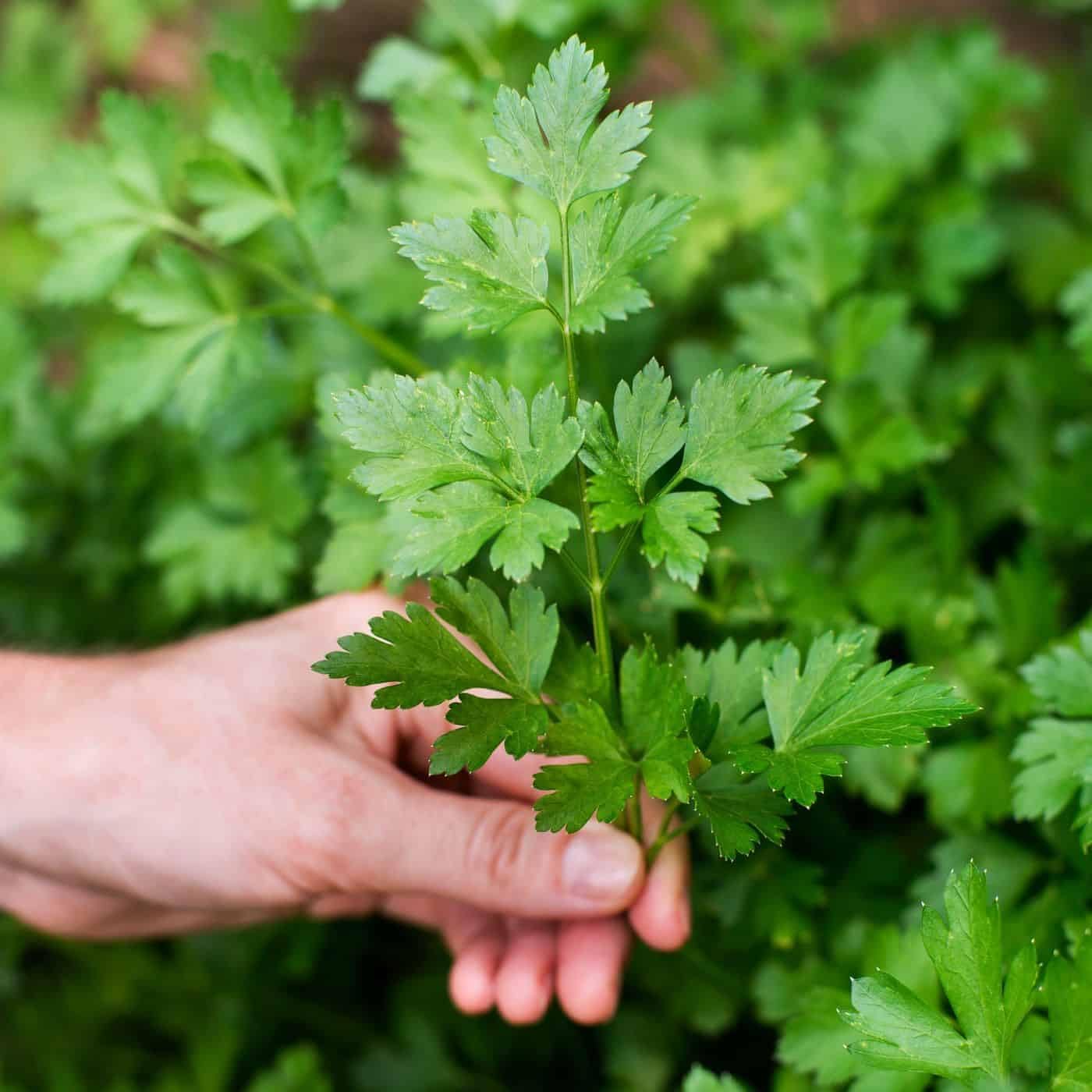 Gardenera Parsley Plant Potting Soil - All-Natural Blend for Thriving Parsley Plants - Boosts Root Health and Aroma - 10 Quart