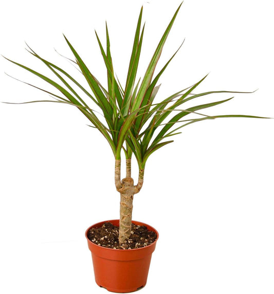 Dracaena Marginata Cane Live Plant for Indoor | Different Houseplants in 4'' & 6'' Pot | Real House Plant for Living Room, Office, Desk & Bathroom | Dragon Tree