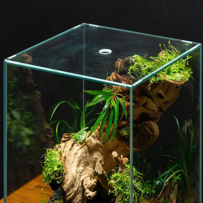 SubstrateSource Live Jungle Plant - Homalomena sp. 'Sub-Hasei' - Moderate Care, Low to Medium Light, Green Accent, Vivarium or Paludarium Terrestrial Rosette - Loose/Bare Root
