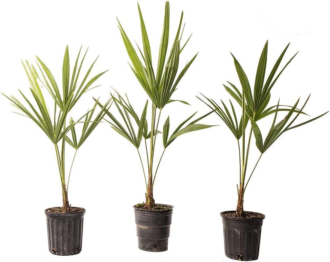 American Plant Exchange Windmill Palm – 4-Inch 3-Pack – Live Easy Care Tropical Outdoor Palm Tree, Cold-Hardy, Container-Friendly Plant for Patios, Landscapes & Garden Decor