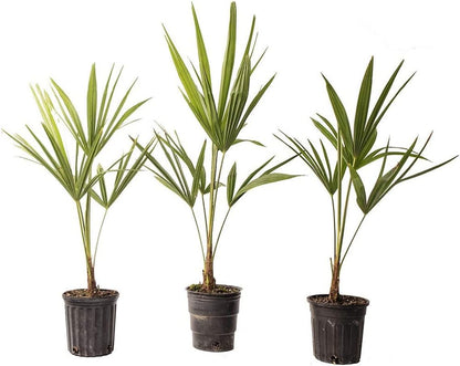 American Plant Exchange Windmill Palm – 4-Inch 3-Pack – Live Easy Care Tropical Outdoor Palm Tree, Cold-Hardy, Container-Friendly Plant for Patios, Landscapes & Garden Decor