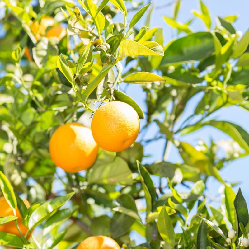 Live Valencia Orange Tree, Citrus Tree, Live Valencia Orange Plant Outdoor, 2 Feet Tall Potted Trees No Ship to CA