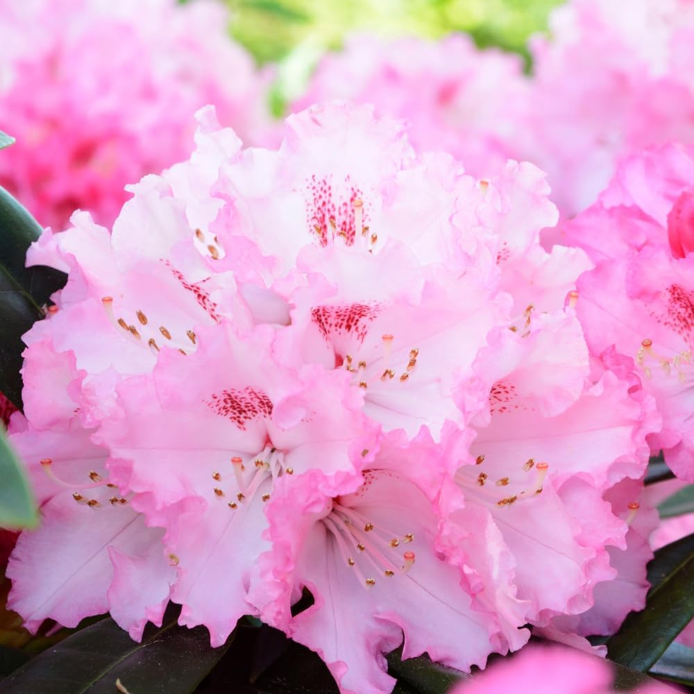 Rhododendrons Plant Live, Pink White Rhododendron Shrub, Large Flowering Tree 1 Gallon Potted for Gardening