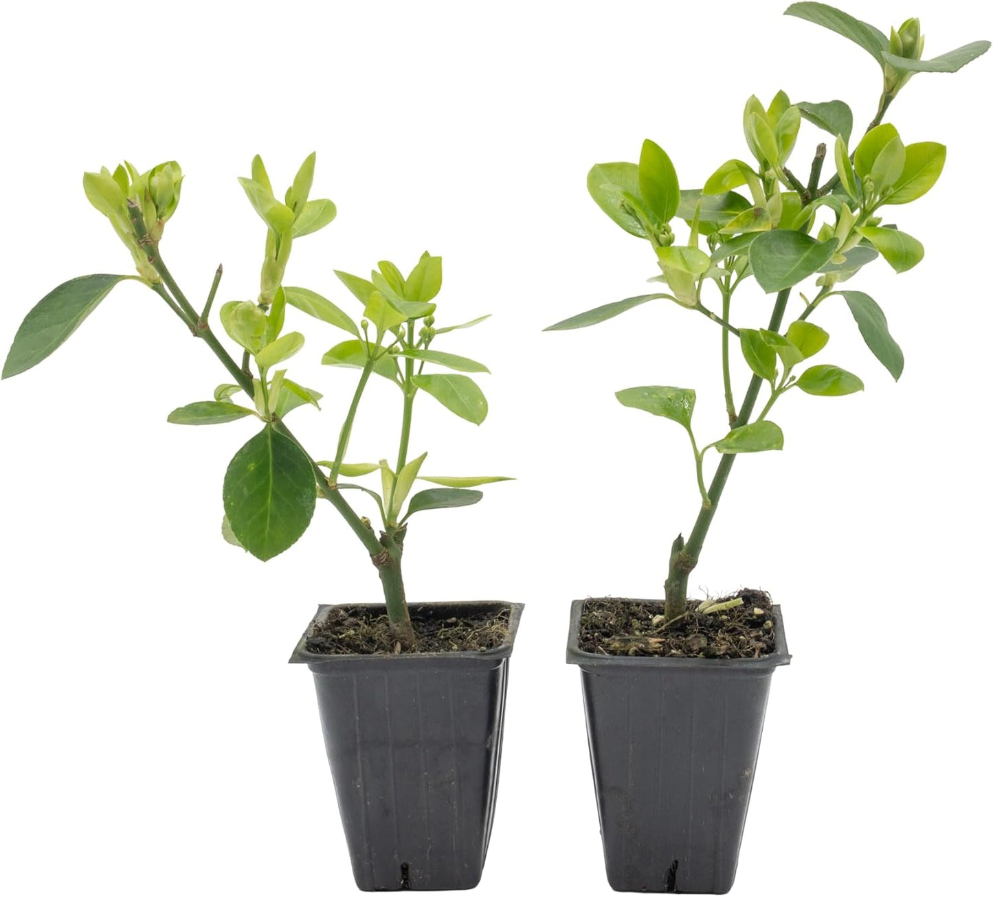 2 Live Manhattan Euonymus Plants (Euonymus Kiautschovicus ‘Manhattan’) – Evergreen Shrub for Hedges, Thriving in 2.5” Nursery Cubes