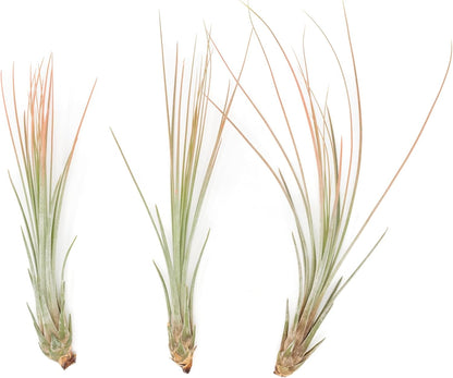 Coral Colorful Tillandsia Air Plants - Long Lasting Color Enhanced Live Tillandsia Succulent House Plants - Home and Garden Decor - Easy Care Indoor/Outdoor Plants (Juncea, Pack of 3)