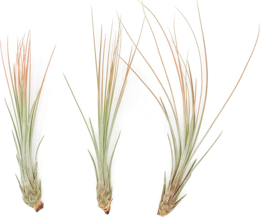 Coral Colorful Tillandsia Air Plants - Long Lasting Color Enhanced Live Tillandsia Succulent House Plants - Home and Garden Decor - Easy Care Indoor/Outdoor Plants (Juncea, Pack of 3)