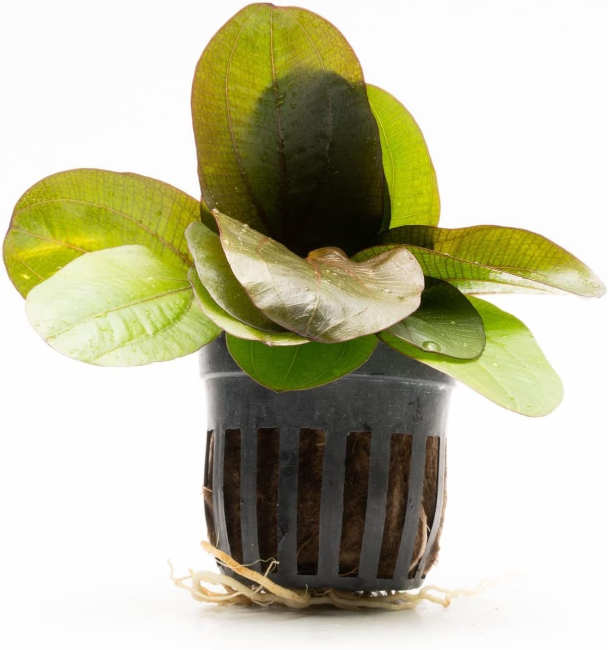 SubstrateSource Echinodorus Reni Sword Live Plant for Freshwater Aquariums, Natural Fish Tank Decorations, and Aquatic Decor (1 Pot (2-3 Plants))