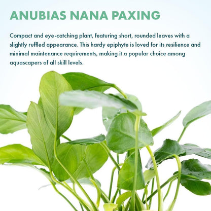 SubstrateSource Live Jungle Plants - Anubias Nana Paxing (Anubias barteri) - Low Light Foreground to Midground Aquatic Rhizome Plant, Epiphytic Growth, Green Foliage - Pot