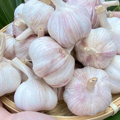 1 Pound Hard Neck Garlic for Planting in Fall, Music Garlic Bulb for Planting, Fresh and High Yield, Cold Hardy, Planting Softneck Hardneck